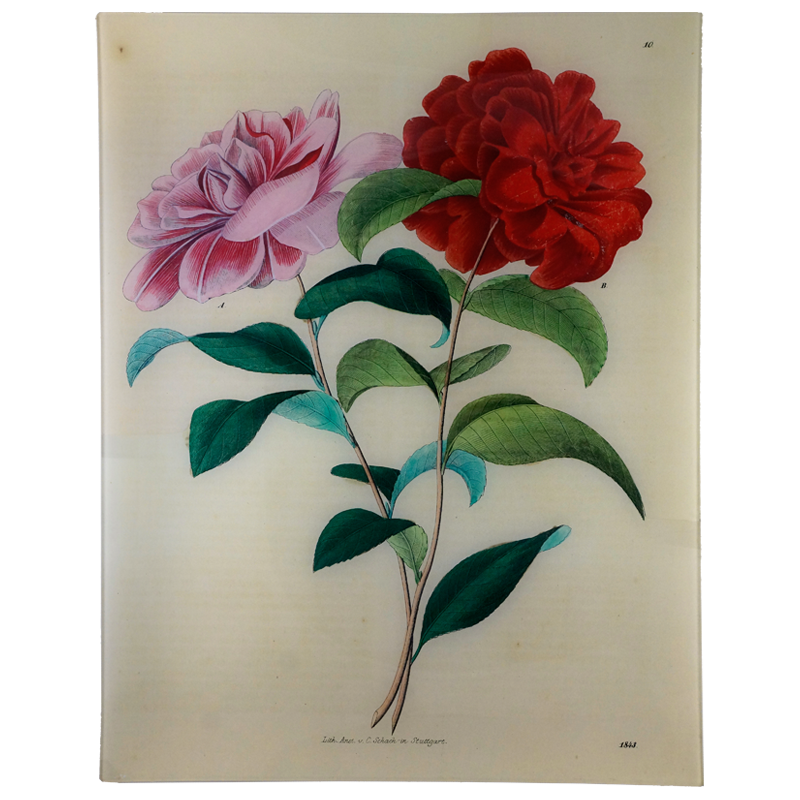Stuttgart Flower 1843 Tray