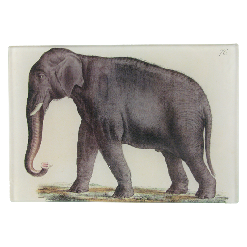 Elephant 76 Tray