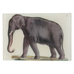 Elephant 76 Tray